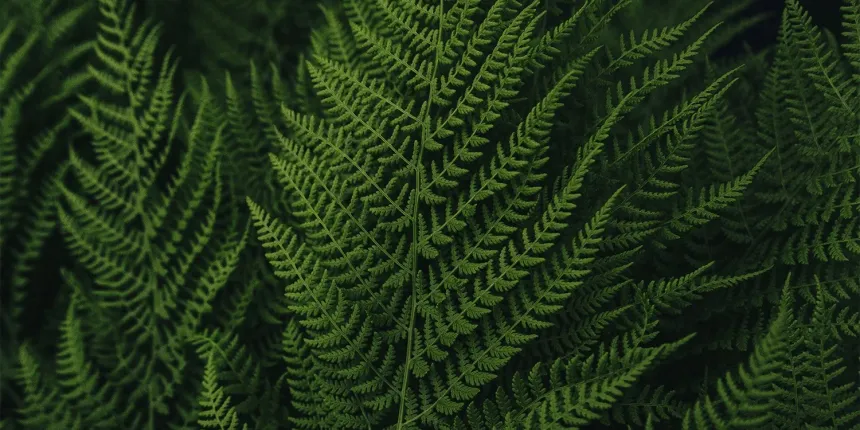 Close-up of green fern leaves with detailed fronds.