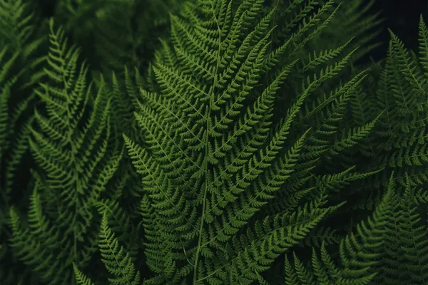 Close-up of green fern leaves with detailed, intricate fronds.
